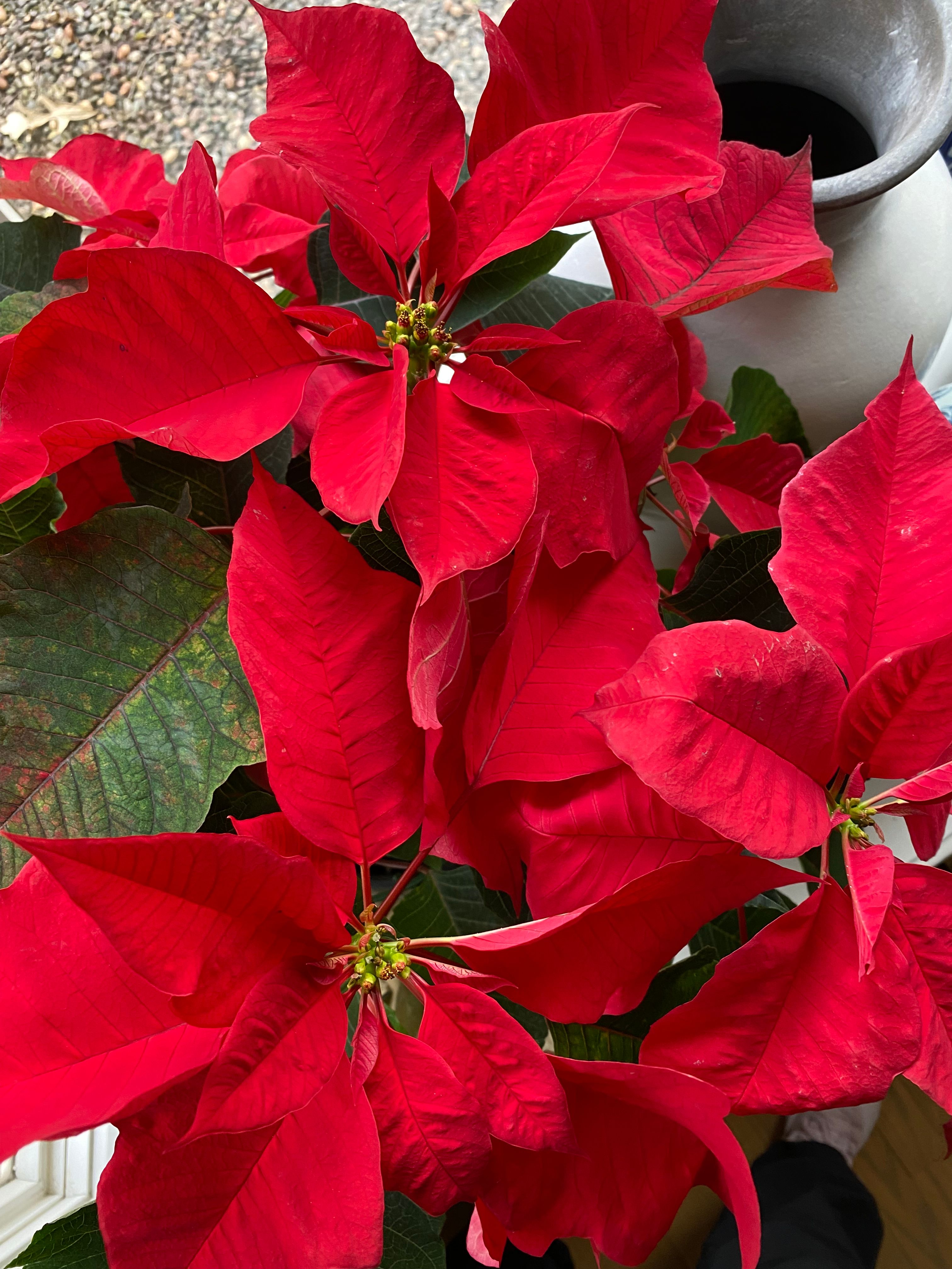 POQUIO Lifestyle • Poinsettia Mexico's Christmas gift to the world